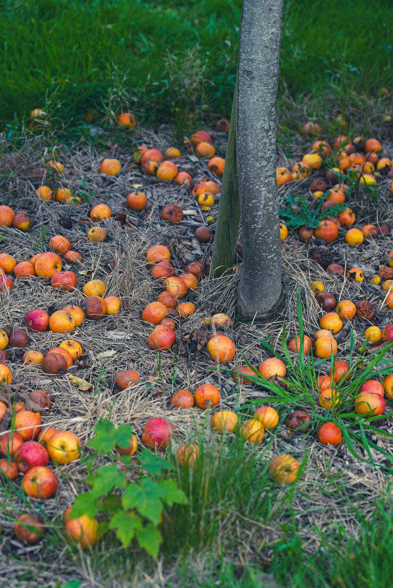 ucddublin's tweet photo. Harvest Time: The UCD Rosemount Orchard has rolled out a carpet of apples.🍎 Every autumn, these apples are picked and pressed into fresh juice right on site, giving a taste of the season. The orchard is part of the UCD Rosemount Environmental Research Station, located on the Belfield campus, where students and researchers explore sustainable horticulture and environmental practices…🍏 @ucd_hortsoc @ucdrosemount