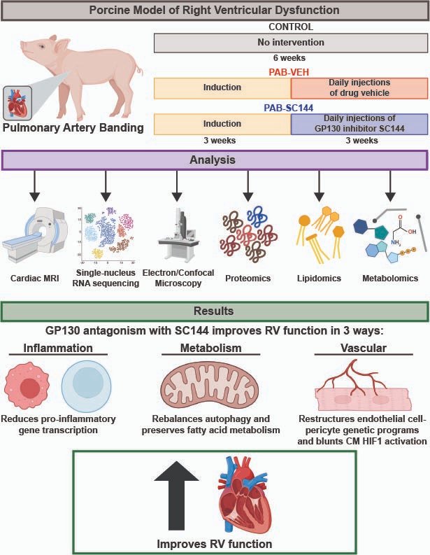 Jenna_Mendelson's tweet photo. My thesis paper is out in @CircRes! We did a little bit of everything in this one: single-nucleus RNA seq, electron/confocal microscopy, proteomics, metabolomics, lipidomics - all in large animals to show how GP130 antagonism improves RV function in pigs. https://t.co/HcGLUblGsk https://t.co/cIluAGwRBY
