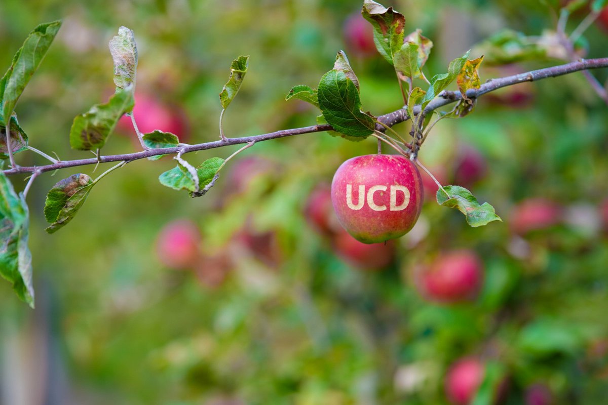 ucddublin's tweet photo. Harvest Time: The UCD Rosemount Orchard has rolled out a carpet of apples.🍎 Every autumn, these apples are picked and pressed into fresh juice right on site, giving a taste of the season. The orchard is part of the UCD Rosemount Environmental Research Station, located on the Belfield campus, where students and researchers explore sustainable horticulture and environmental practices…🍏 @ucd_hortsoc @ucdrosemount
