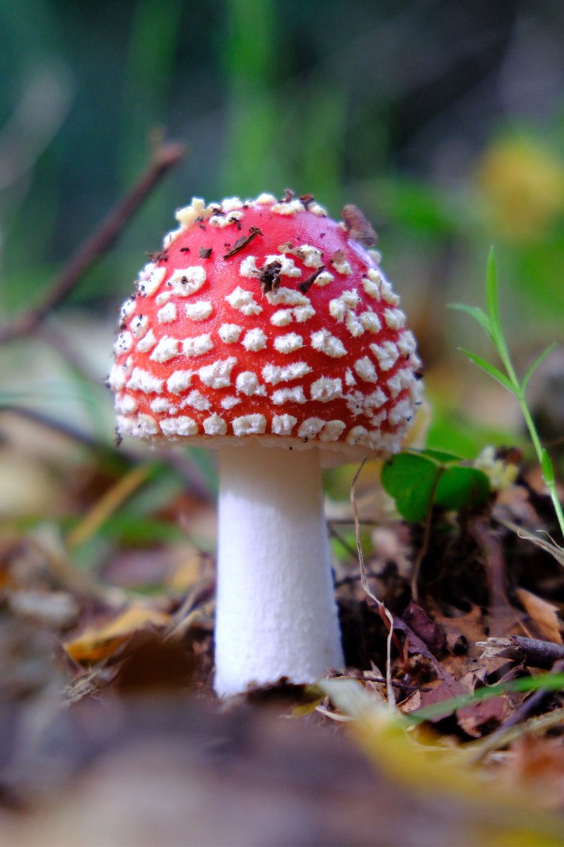 π
³ππ
³ππ
½π
Ίππ
Ήπ
Έπ
Ό (@drdunkyjim) on Twitter photo Foxley Fungi Foray. Had a short wander around <a href="/NorfolkWT/">Norfolk Wildlife Trust</a> Foxley Wood this morning with <a href="/Spinkybird/">Spinkybird</a>
#FoxleyWood #Fungi #FungiPhotography #Fujifilm_xseries Foxley Fungi Foray. Had a short wander around <a href="/NorfolkWT/">Norfolk Wildlife Trust</a> Foxley Wood this morning with <a href="/Spinkybird/">Spinkybird</a>
#FoxleyWood #Fungi #FungiPhotography #Fujifilm_xseries