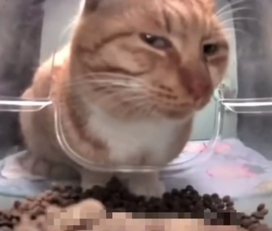 GreenLock🇷🇺 tweet media