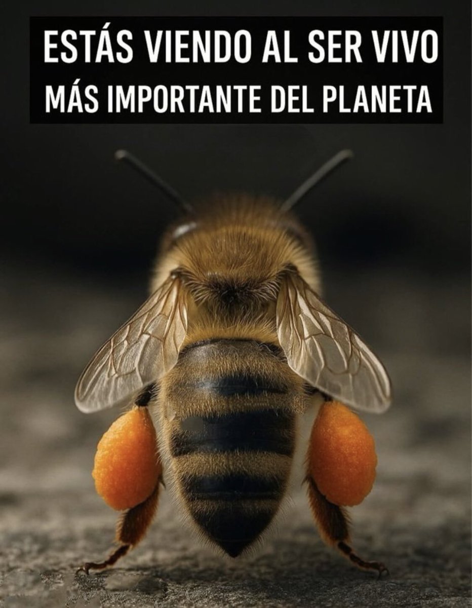 RespuestAngelical (@respuestangel) on Twitter photo 