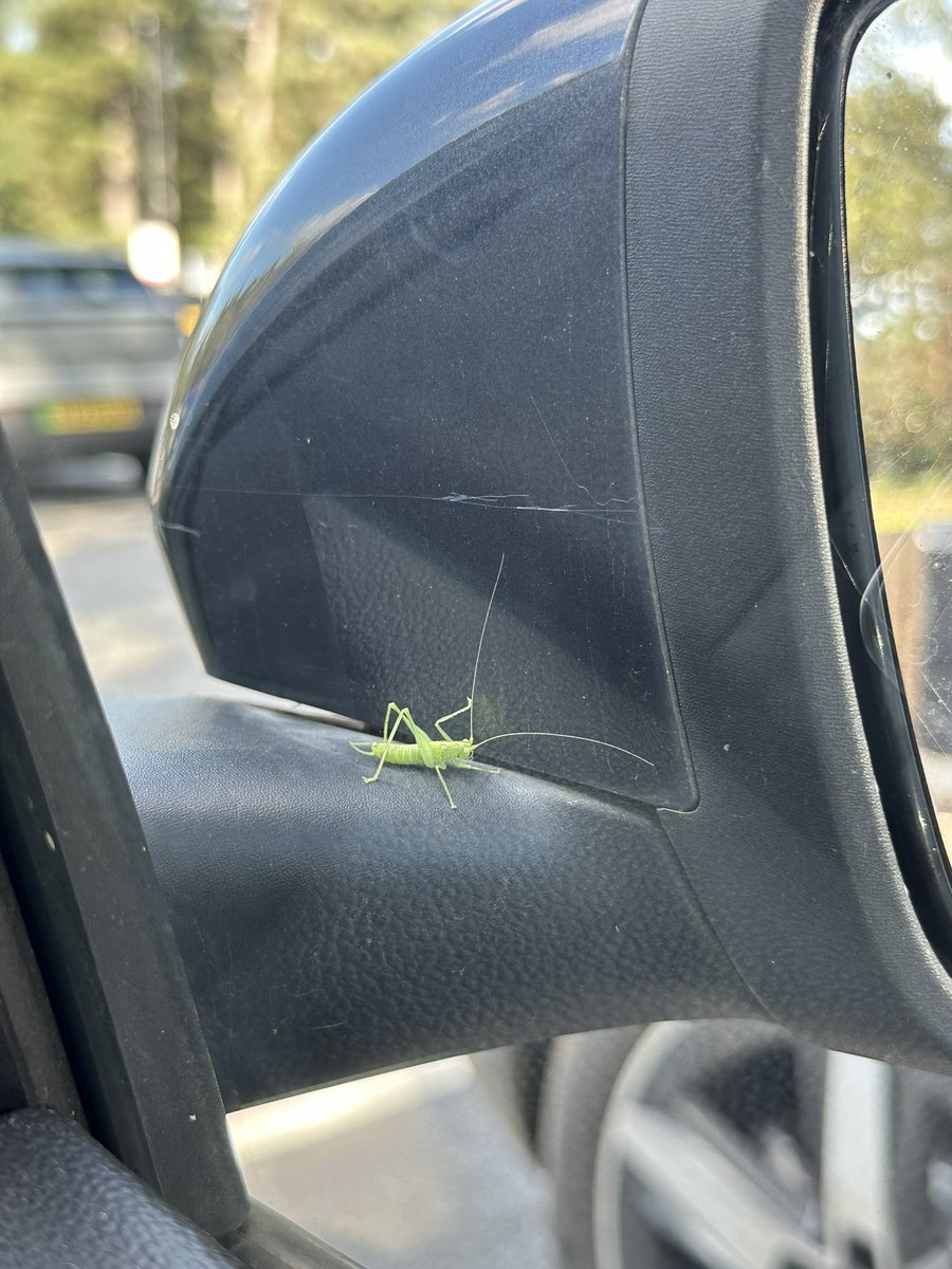 Nasher's tweet image. Mightily impressed that this didn’t even flinch fully exposed to 70mph for 15 miles on the M3. Jumped off at Fleet services. Good luck in your new home brave warrior.