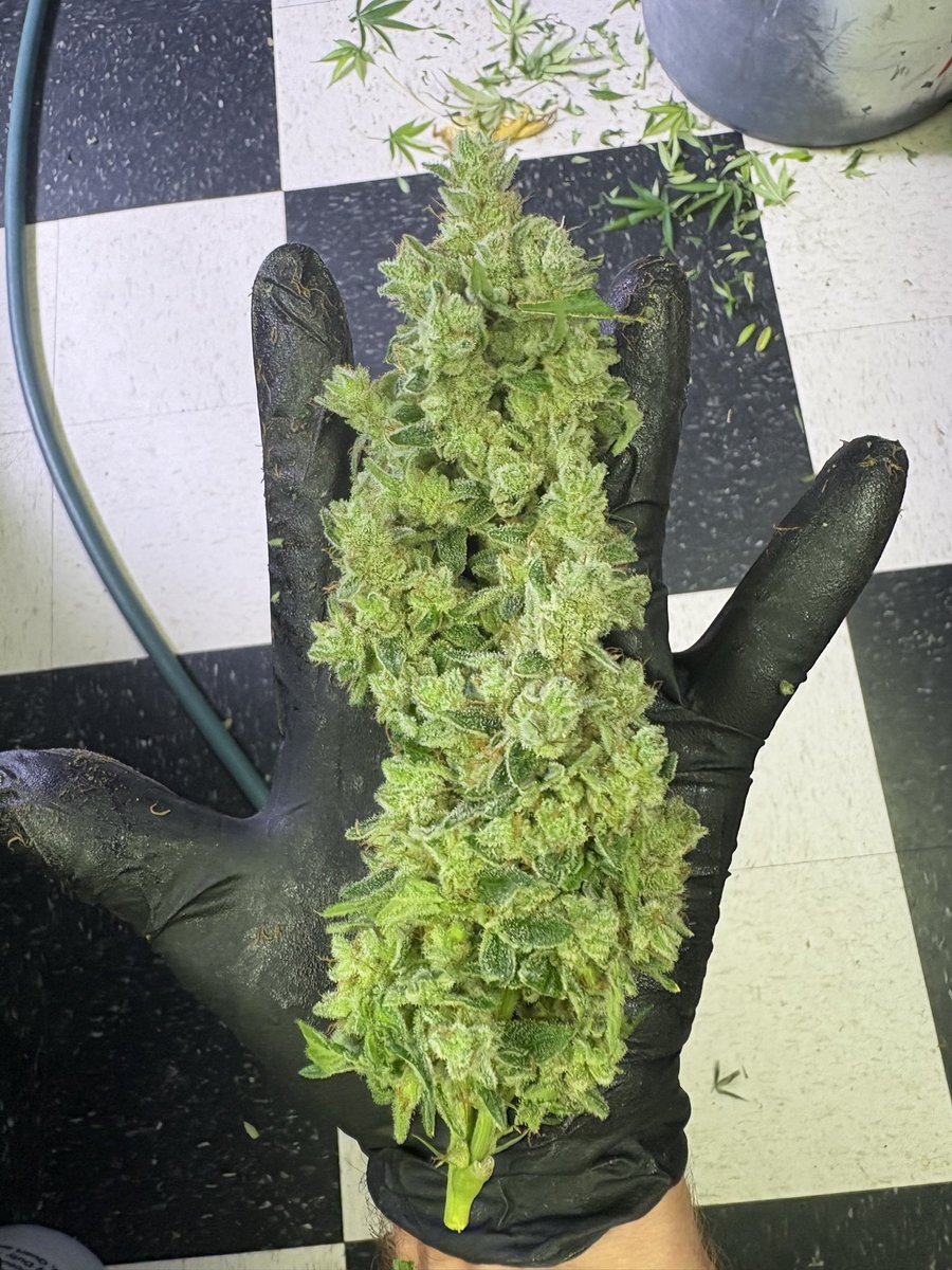 Wingsuit <a href="/CompoundGenetic/">Compound Genetics</a>