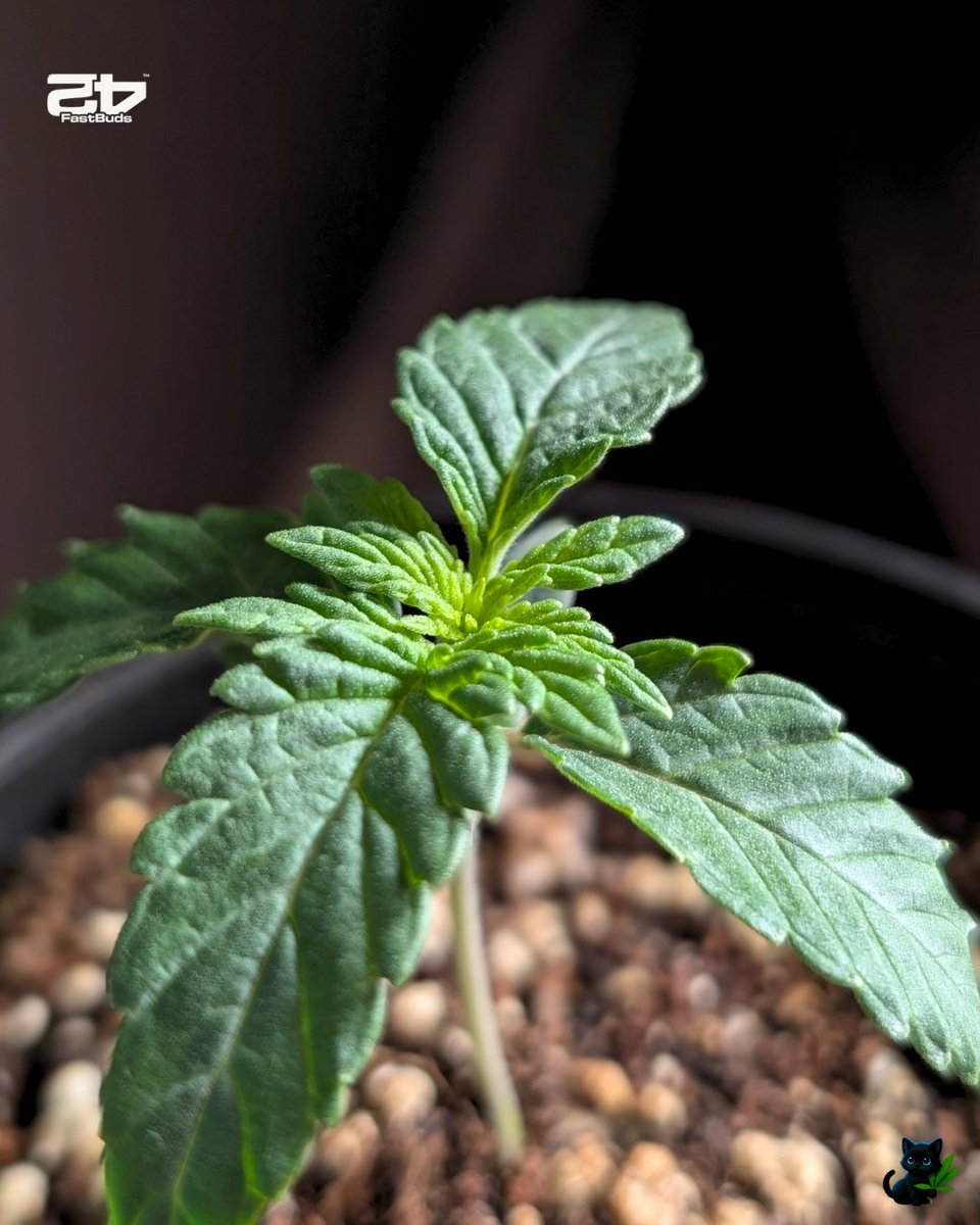 FEM 10 Photo Tester

🌱 Genetics by <a href="/Fast_Buds/">Fast Buds</a>  —use code FATTYB for a 15% discount!
💧 Nutrients by <a href="/PlagronAruba/">Plagron</a>
🪴 Medium by <a href="/promix_cannabis/">PRO-MIX® Growers Global</a>
👩‍🌾 Grown by <a href="/fatnastyz_Budz/">Fatnastyz Budz</a>
✂️ Defoliated by Guy
<a href="/perfect_gardens/">Green Joint Ventures</a>

📖 Watch full grow on <a href="/grow_diaries/">grow.diaries</a> at:
👉growdiaries.com/diaries/287562…