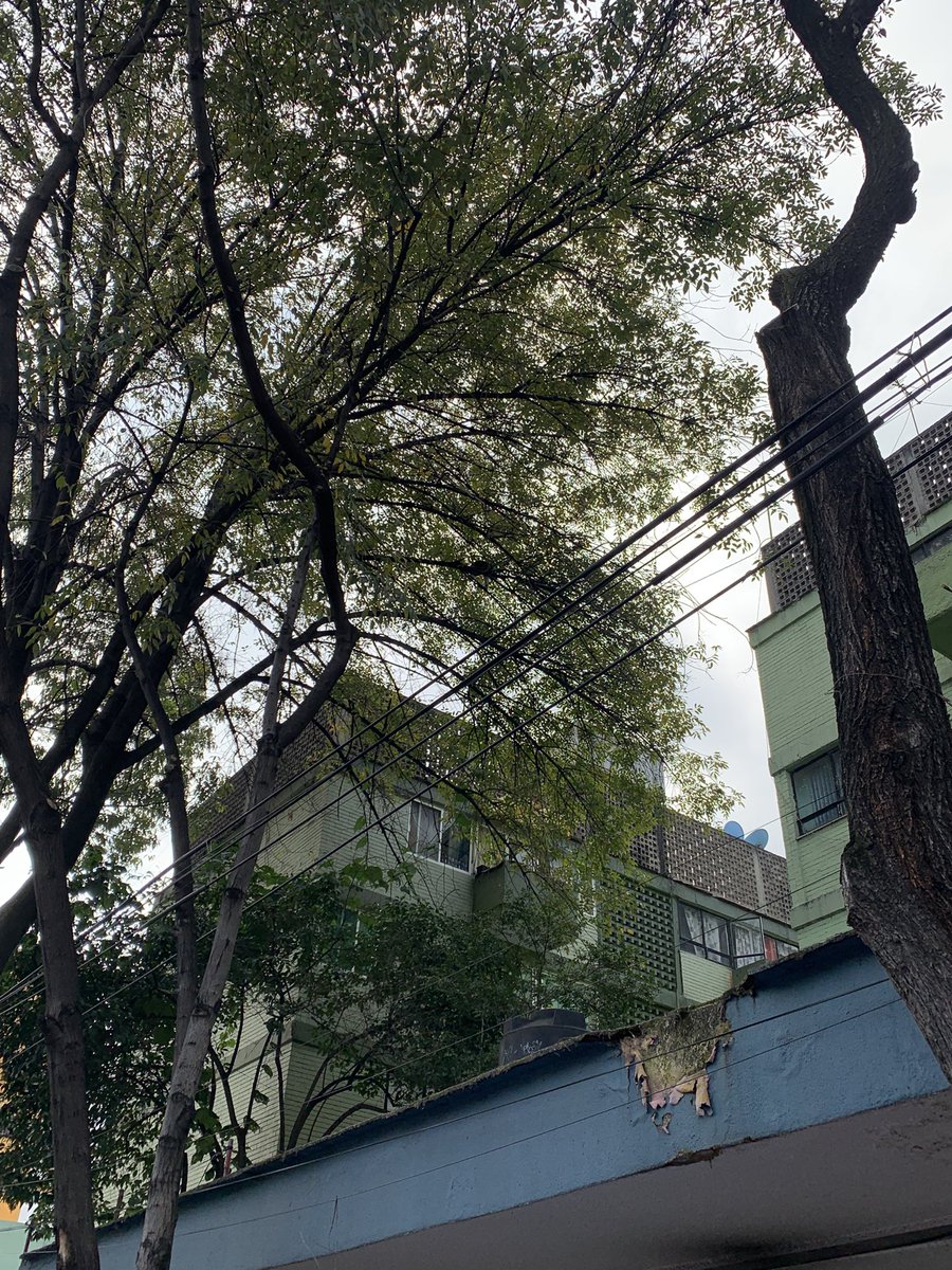 ReinaDePolanco's tweet photo. Desde el sábado hay un gatito en un árbol de la Col. Doctores (Lavista entre Andrade y Barragán), los bomberos han acudido dos veces y no han podido bajarlo, quien nos puede ayudar? @AlessandraRdlv @AlcCuauhtemocMx @PAOTmx https://t.co/cn1vHFJ4vK