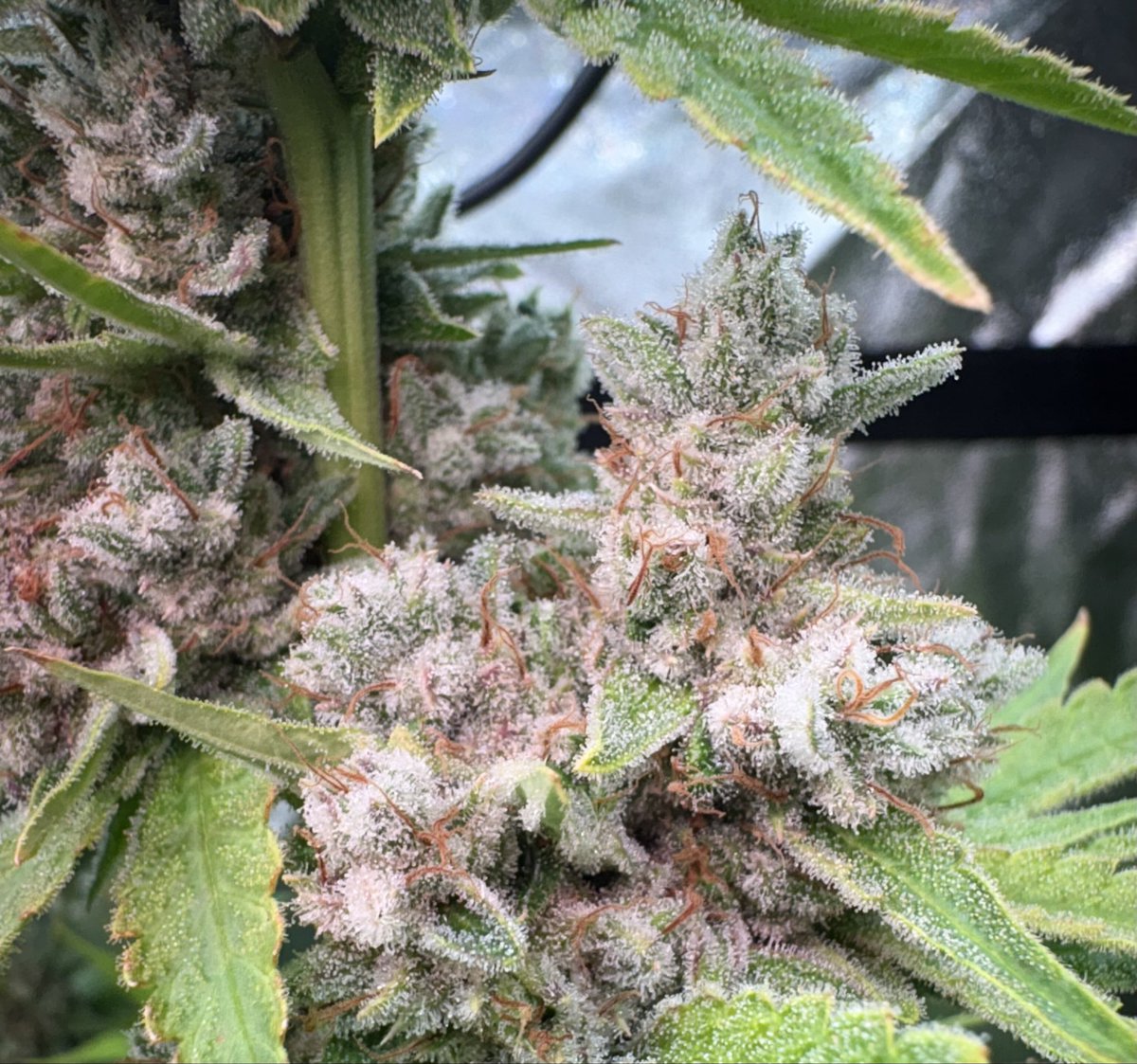 More Wingsuit <a href="/CompoundGenetic/">Compound Genetics</a>