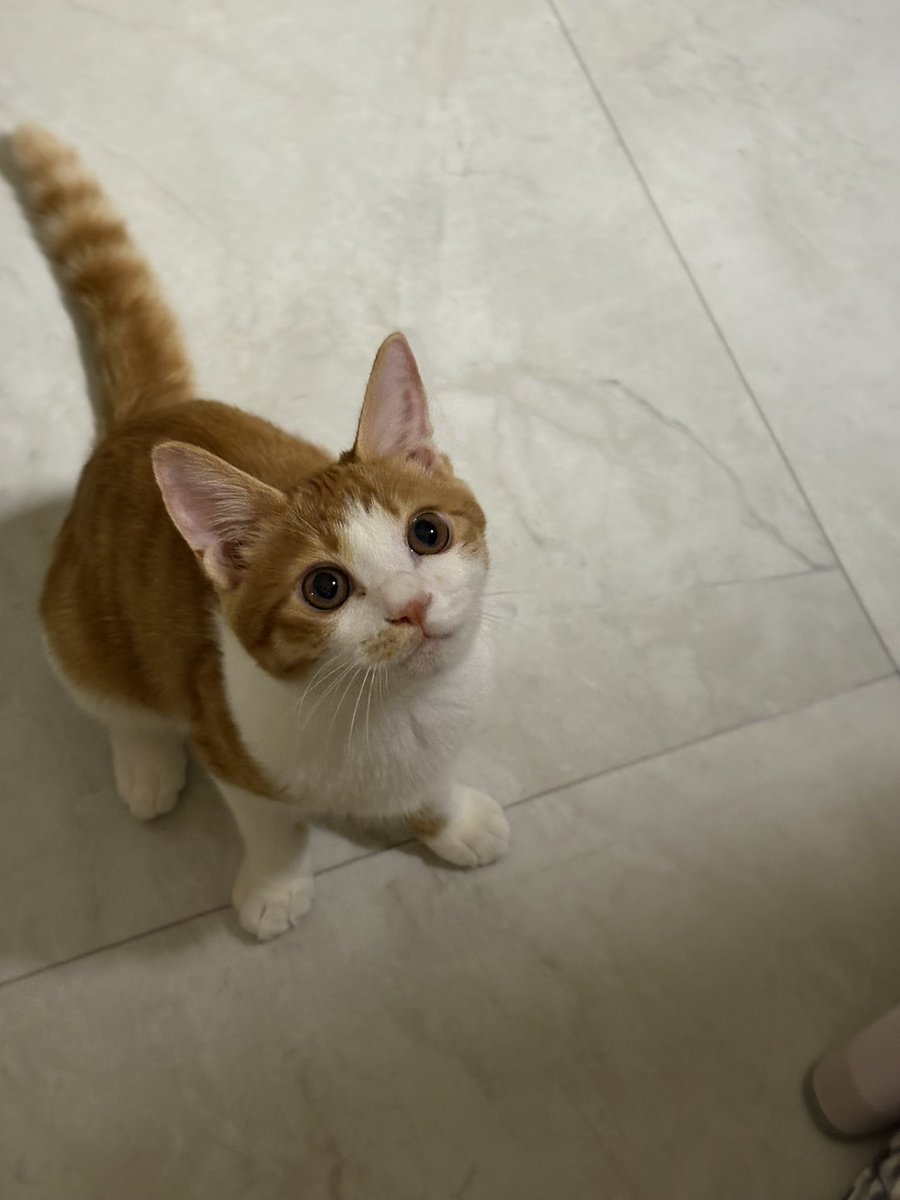 정직한 ㅅ자 입이 귀엽다