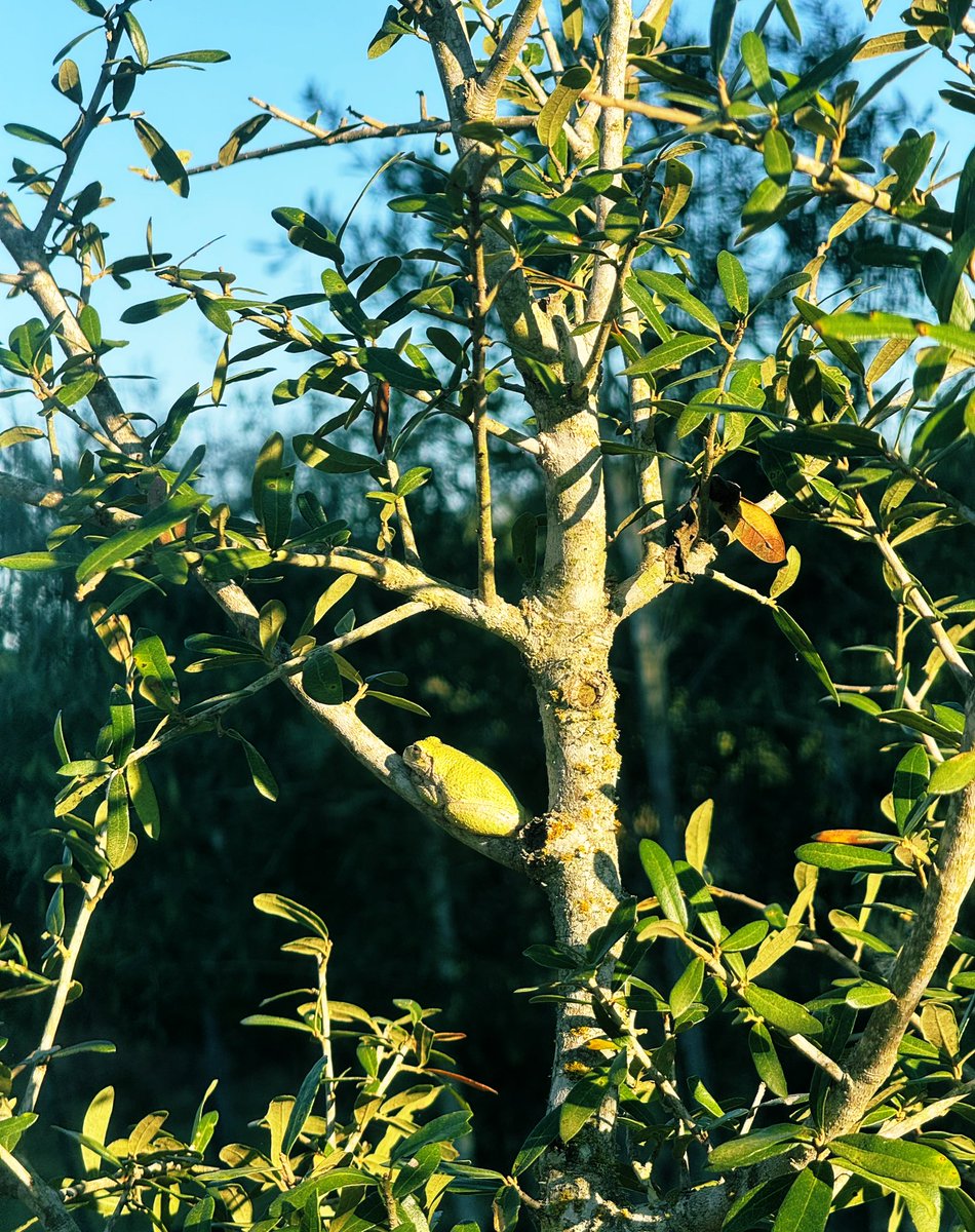 Brunello for Wednesday lunch? Why not? Almost as content as the frog resting on the oak tree limb with this 2019 San Felice Campogiovanni🍷 Sangiovese 🍇 #delicious 😋
