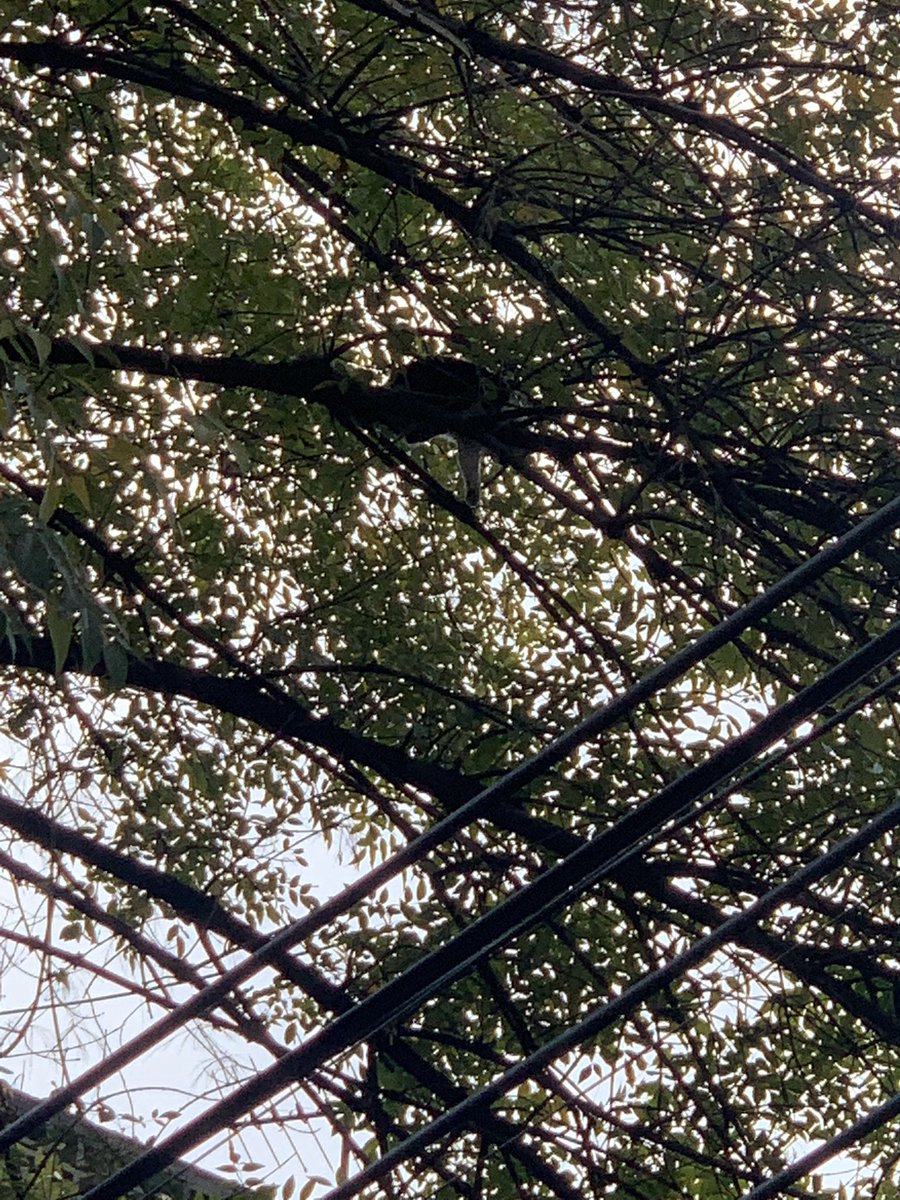ReinaDePolanco's tweet photo. Desde el sábado hay un gatito en un árbol de la Col. Doctores (Lavista entre Andrade y Barragán), los bomberos han acudido dos veces y no han podido bajarlo, quien nos puede ayudar? @MrElDiablo8 @AlessandraRdlv @AlcCuauhtemocMx @GatitosVsDesig @SGIRPC_CDMX @mpicdmx https://t.co/ffnnUArTAe
