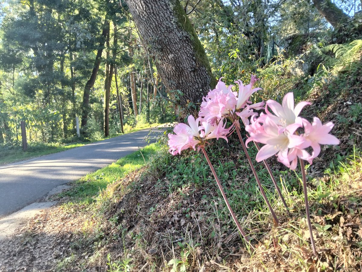 beladonas bastardas
(nomes orgullosos)