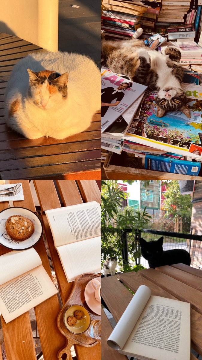 HandeUstamahmut's tweet image. Her şey olması gerektiği gibi. 🍪☕📖🐈

#bookstagram #sahafseverler #coffeetime #okuryazarpatiler
