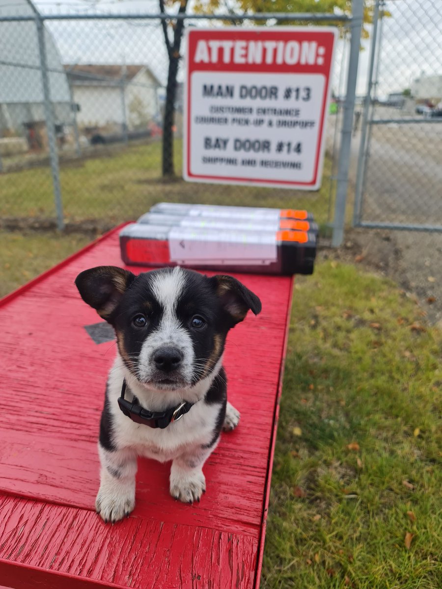 ArmorTools2442's tweet image. 3 of our patented field adjustable Armor Dual Flex tools, custom set to 56 MPa, and delivered to Weatherford for our customer.  Oh, this is Merle, the newest member at our Grande Prairie location.
#armortools #patentedtools  #pressurecontrol  #rupturedisctools #armordualflex #bha