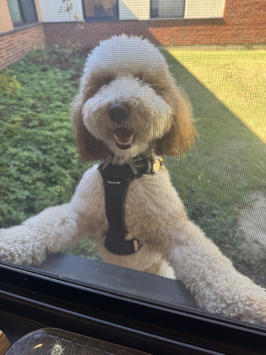 RalstonK's tweet photo. Tucker knows when he’s needed…showed right up at my window today! #BKP #SCCARES https://t.co/1hTPces4HV
