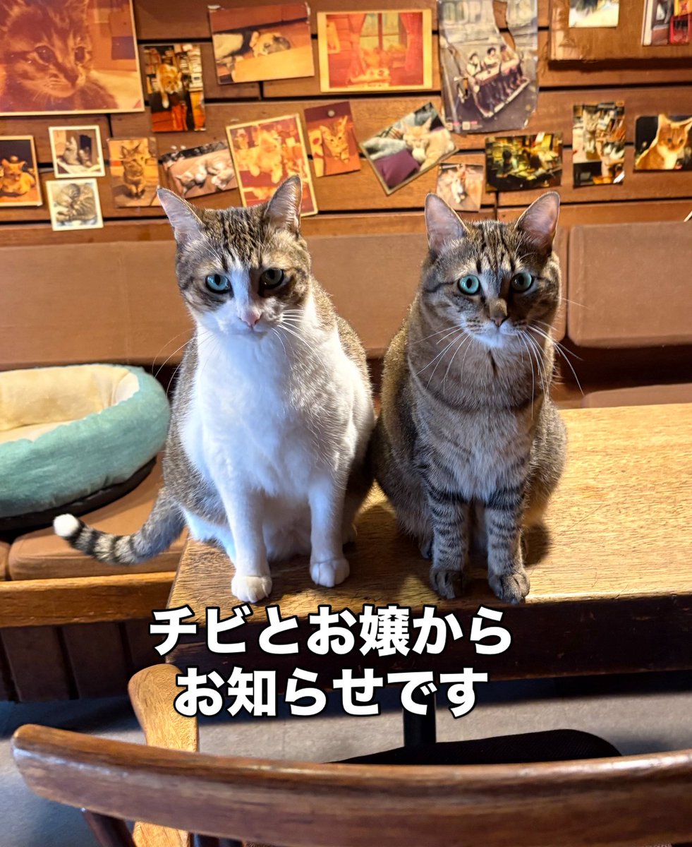 前田彰子 tweet media