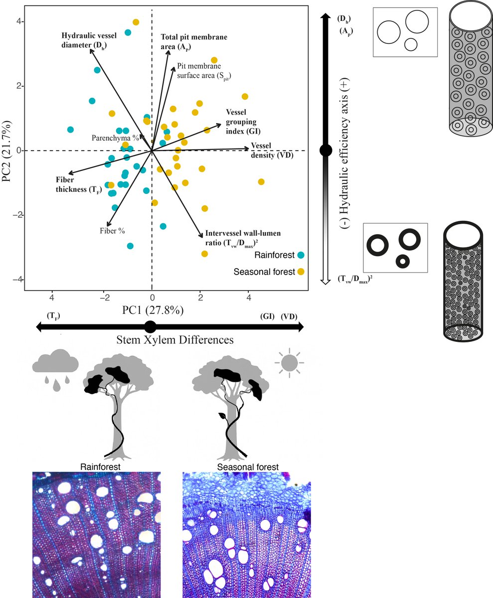 Plants_MDPI's tweet photo. 🌿 Lianas show striking xylem differences between dry & wet forests.
🔎 This study reveals that some traits explain efficiency, but none predict hydraulic safety.
🔗 https://t.co/MNH3pC2bdU
#Lianas #Xylem #PlantAnatomy #HydraulicEfficiency #ForestEcology #PlantScience https://t.co/1xlF25lG6F