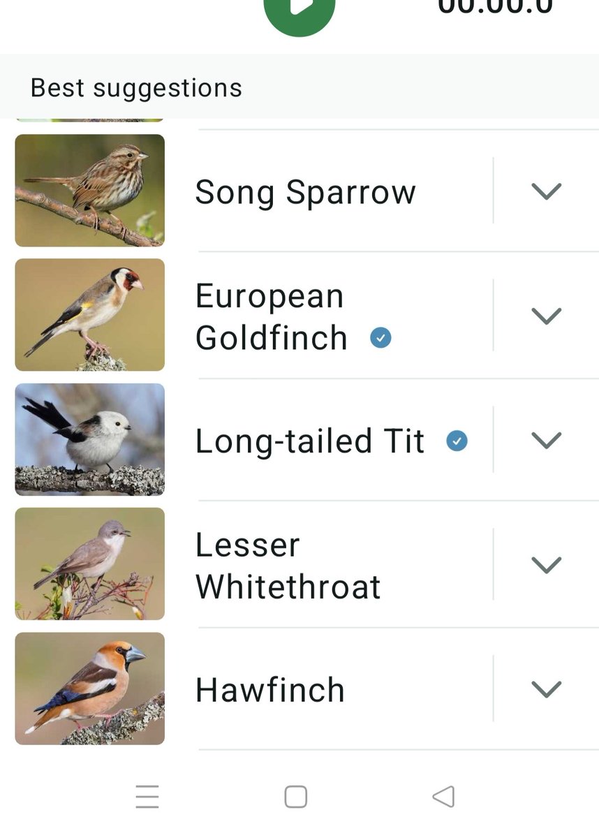 song sparrow? Hawfinch recorded again since a while. 11 grey wagtails on the electric lines, they've done well this year. Treecreeper, Goldcrest, spotted Flycatcher, chaffinch, blue &amp; great tits and usual crows.