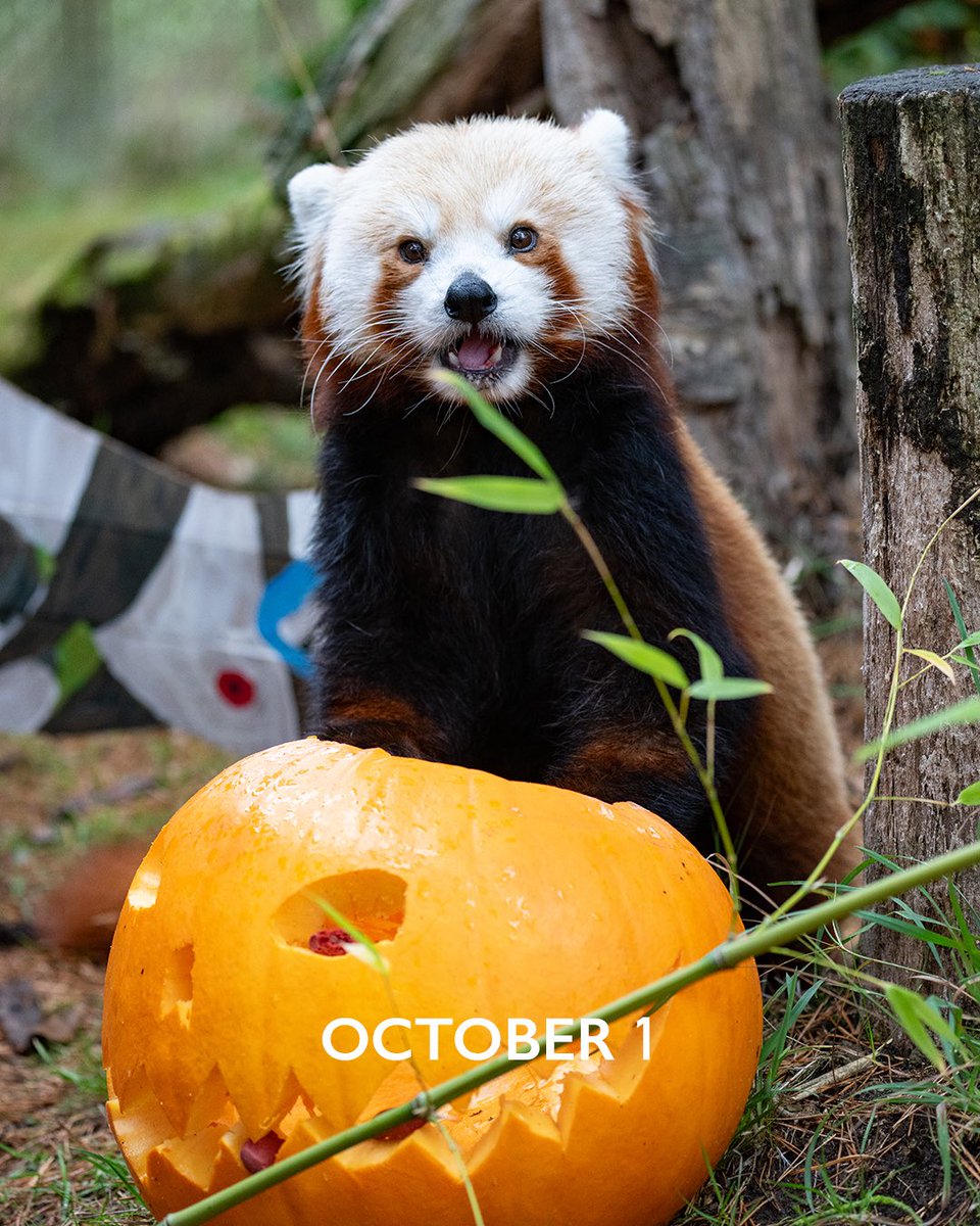 woodlandparkzoo's tweet photo. It's the first day of the spookiest month of the tastiest pumpkin spice season. #October https://t.co/itaO2Ri1EA