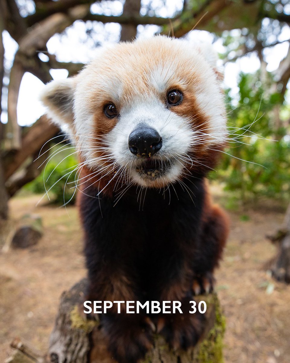 woodlandparkzoo's tweet photo. It's the first day of the spookiest month of the tastiest pumpkin spice season. #October https://t.co/itaO2Ri1EA