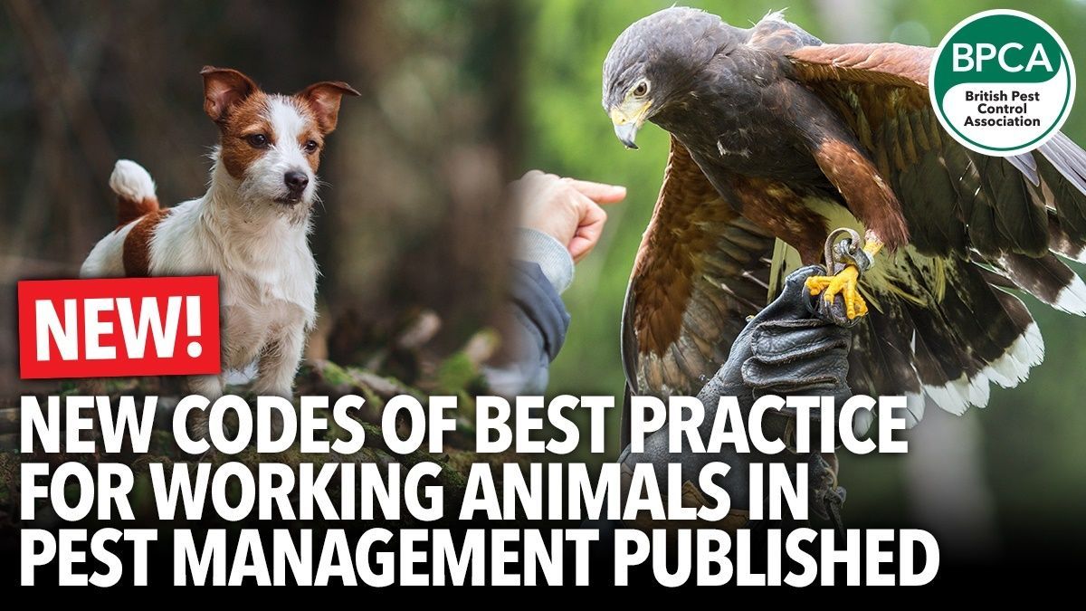 britpestcontrol's tweet image. ✨ New COBP released ✨ 

BPCA has published new Codes of Best Practice for the use of birds of prey and working dogs in pest management. 🐶🐦

Read more 👉 buff.ly/ymkcd9L 
Download 👉 bpca.org.uk/library

#PestControl #BestPractice #Membership