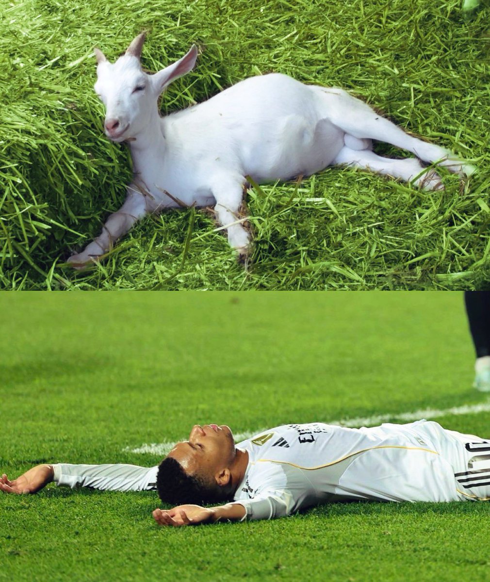 kyksthetic's tweet photo. Two Goats lying on grass https://t.co/oOxcdlPZZh