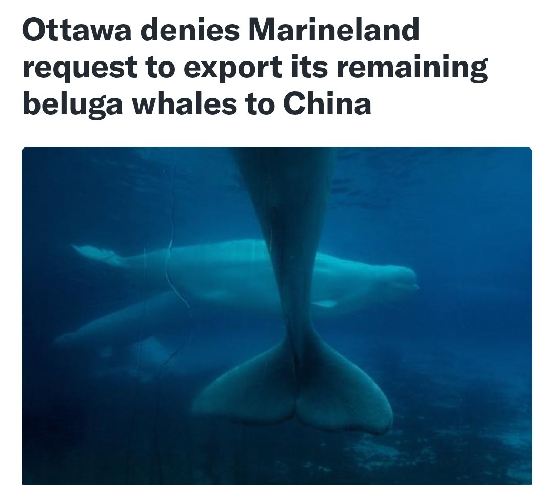 The Liberals are killing ostriches for no reason and now their decision will lead to the death of beluga whales. 

I agree that the whales shouldn't be sent to China but Iceland has a fantastic sanctuary for them.

Mark Carney and bureacurats just met with Iceland's government,