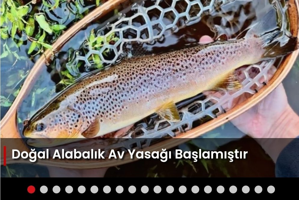 Doğal Alabalık Av Yasağı Başlamıştır

Kaynak Linki = balikhaber.com/haber/dogal-al…