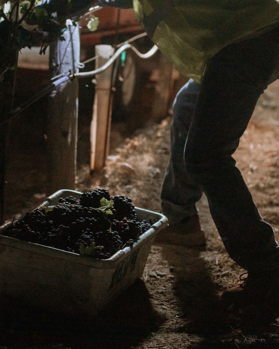 In #Napa, #harvest begins in the stillness of night. Long before the valley awakens, skilled hands move with purpose.

At #CulturedVine, we honor the stories behind every sip. Because the finest #wines begin not in the cellar, but in the stillness of the vineyard at dawn.