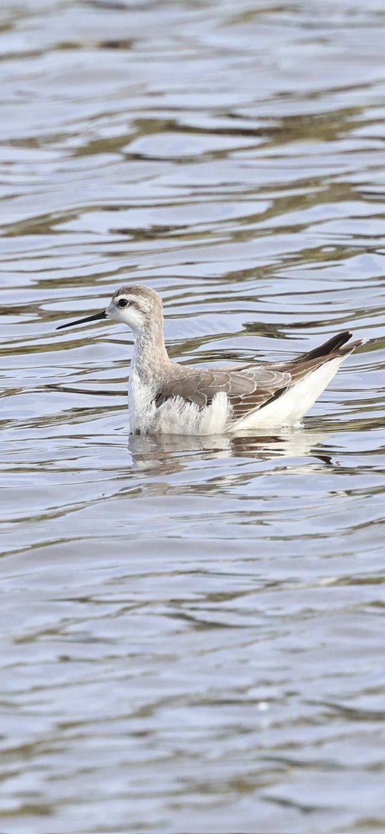 Allan Conlin tweet media