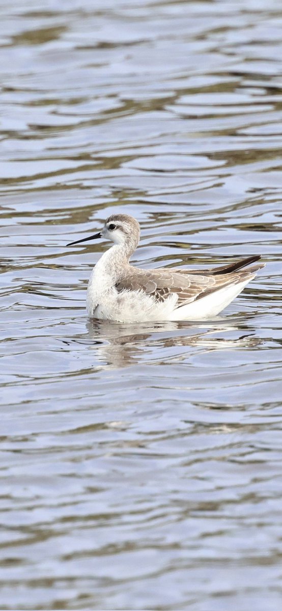 Allan Conlin tweet media