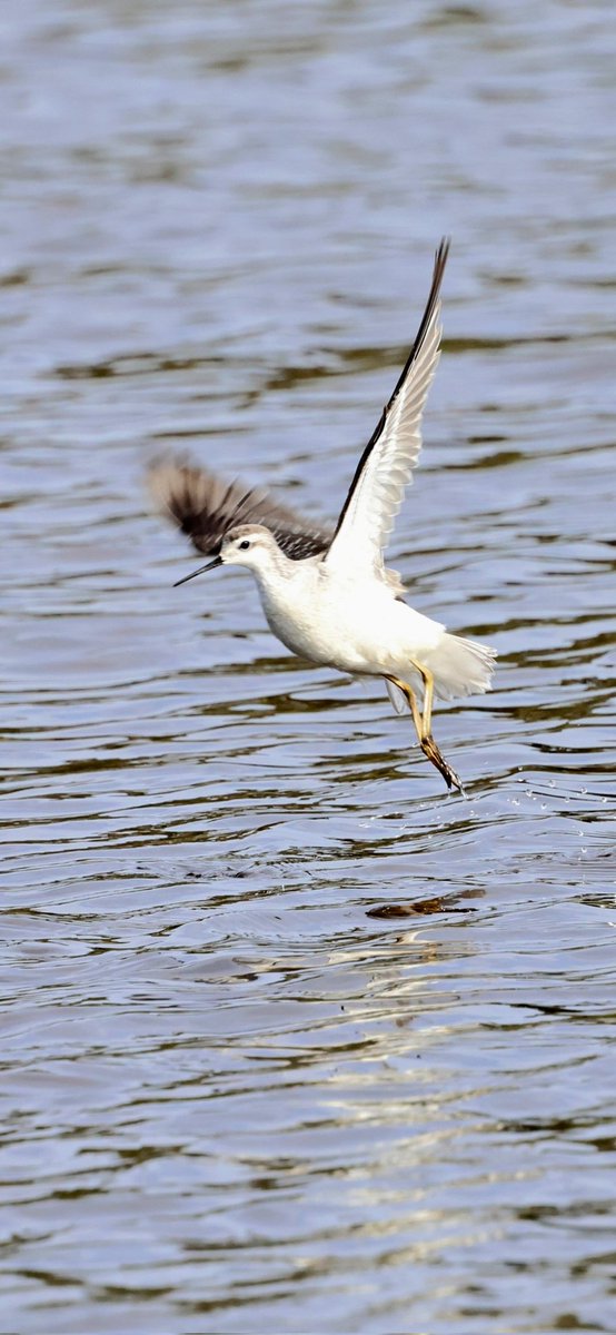 Allan Conlin tweet media