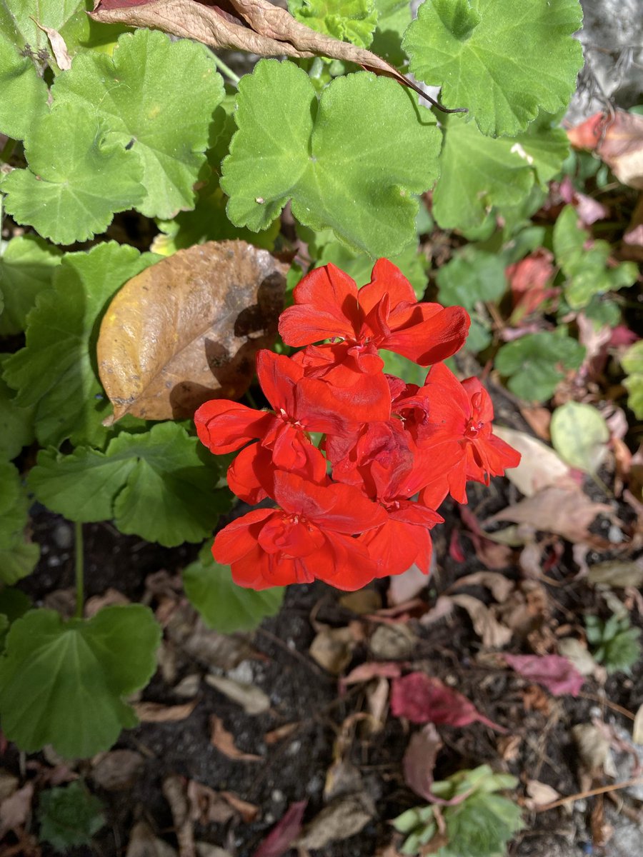 Sonia Zuccaro tweet media