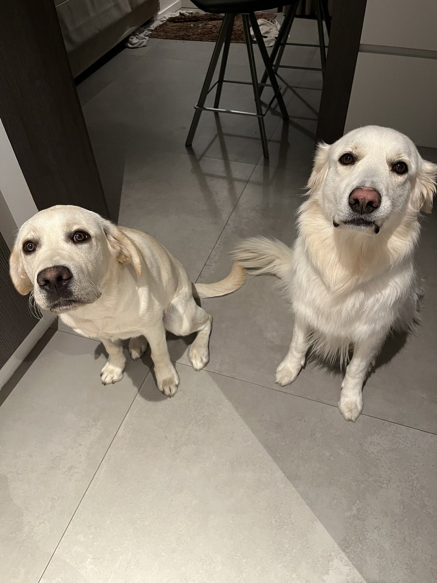 TheAmazingIrish's tweet photo. Ik ben hier wat stilletjes want pleegmama heeft het wat druk, maar gelukkig heeft ze nog tijd voor mij. Ik ben intussen een goed opgeschoten puberpup van bijna 8 maanden en heb al veel geleerd! Zoals samen met Lou zitten en wachten op een koekje en ‘springen’ op een verhoogje. https://t.co/cLmAU9busc