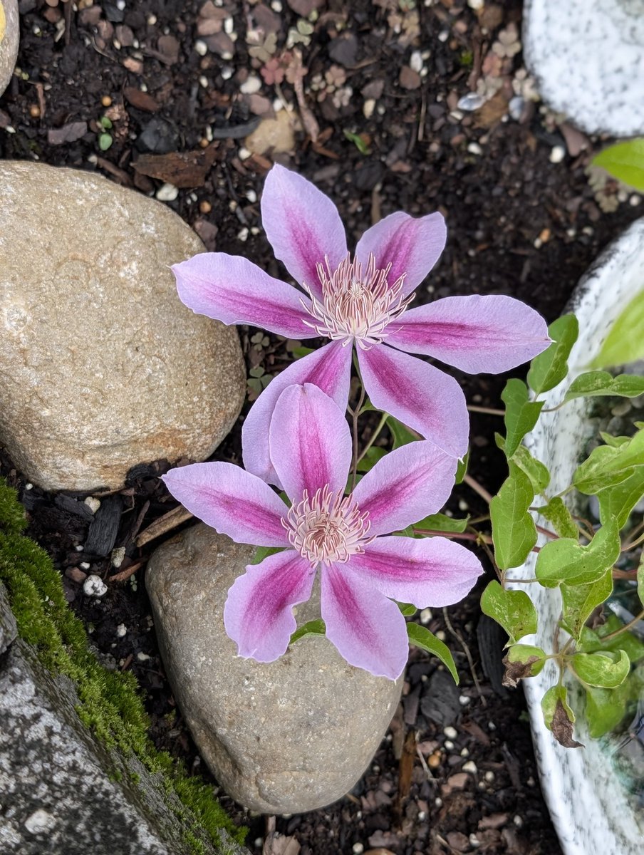 Mary Beth Libby tweet media