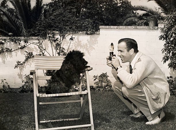 Cocolasvegass's tweet photo. Bogie and his dogs ! #bogie #bacall https://t.co/H0z8TmtZXr