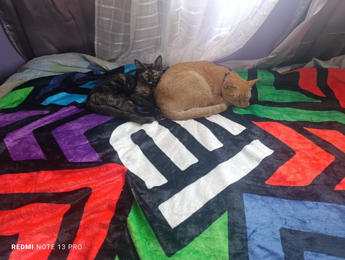 ErnestoMorua's tweet image. Movilidad gatuna