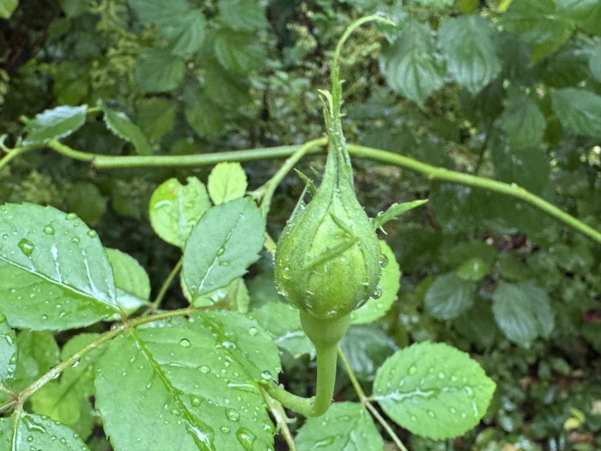 For #RoseWednesday just a bud. Season in the garden is over.