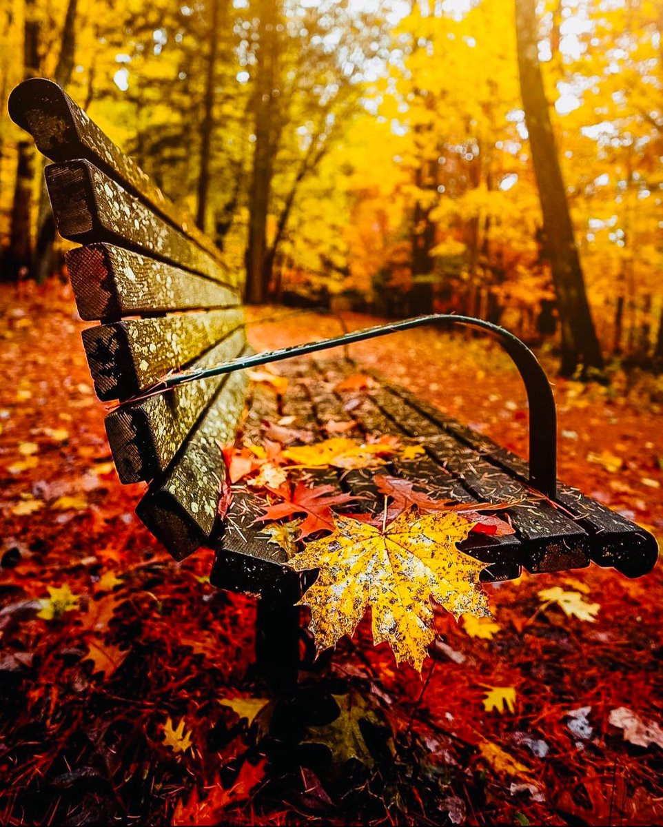 🍁HELLO OCTOBER🍁
October drifts in — a ballet of leaves,
each twirl a memory,
each fall a gentle greeting to the unseen. 🍂✨
✒️ — 𝒜 K