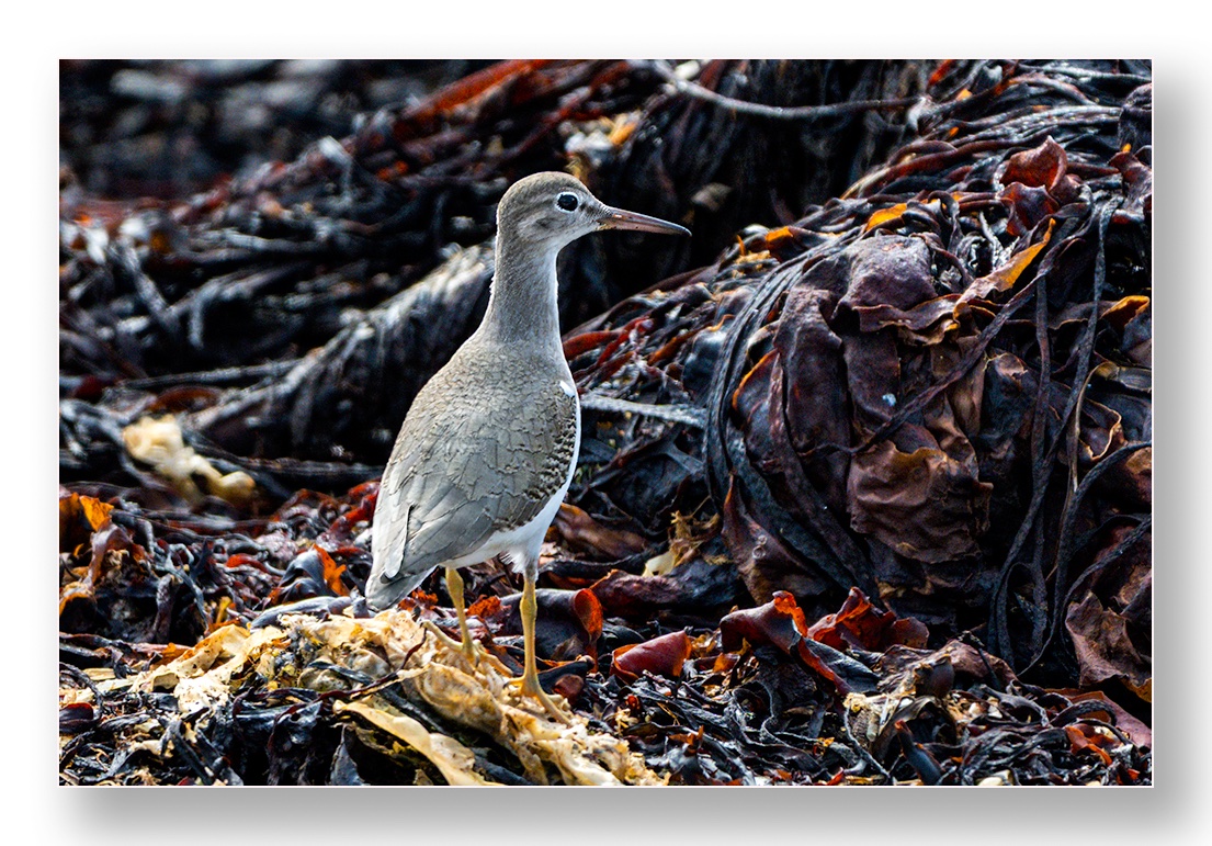 barnard_ian's tweet photo. Spotted Sandpiper at Warna's Cove, St Agnes https://t.co/ItC1xLJZk3