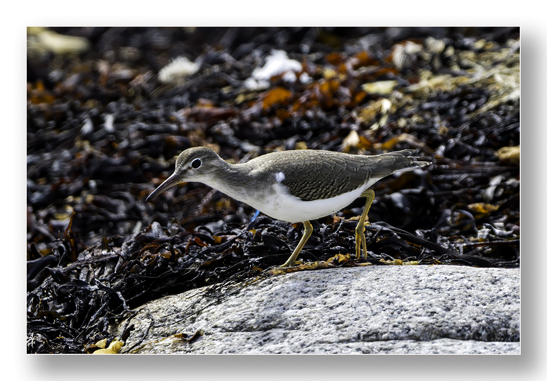 barnard_ian's tweet photo. Spotted Sandpiper at Warna's Cove, St Agnes https://t.co/ItC1xLJZk3