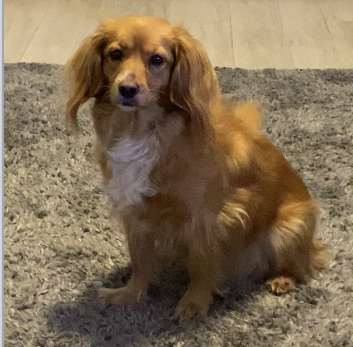 rosieDoc2's tweet image. #SpanielHour 

MAISIE still missing - anyone in area pls could you check RINGDOORBELLS / CCTV? 
She may of passed your property 
Lost since 4pm Mon 29/9/25 from OLD RAILWAY LINE at #Seaton #Seaham #SR7 

doglost.co.uk/dog/200253

@SeahamRedStar @PeterleePolice @SeahamParkCC