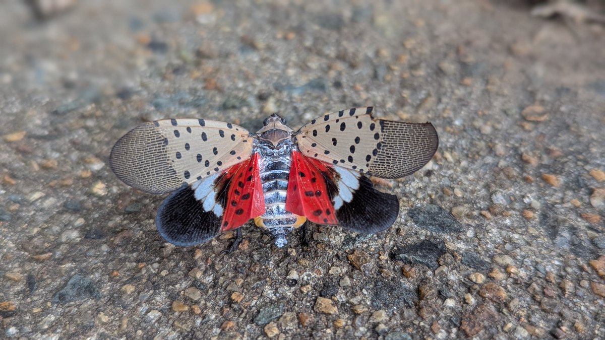 Sol4tr33s's tweet image. What do you see when you look at her?