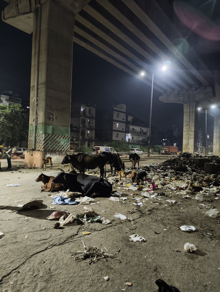 Rishi_destroyer's tweet photo. Wazirabad is the "Upsc Aspirant Hub" where #Vikas met an open landfill. @gupta_rekha &amp; @BJP4Delhi, this is a challenging, litter-strewn obstacle course, not a road! Take strict action now. We need cleanliness, not a poor-quality cow buffet. #CleanDelhi #Wazirabad #CMDelhi
#life https://t.co/ercognPauN