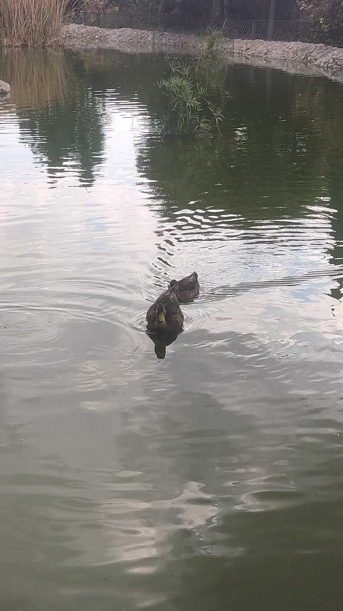 PPKRex's tweet photo. Hoy ha sido el primer día que he notado el impacto de haberme mudado a una ciudad en condiciones, cuando al salir a dar un paseo en lugar de encontrar un yonki, encontré una catedral y un estanque de patos, así si joder 🙂 https://t.co/Tfn7hqPDml