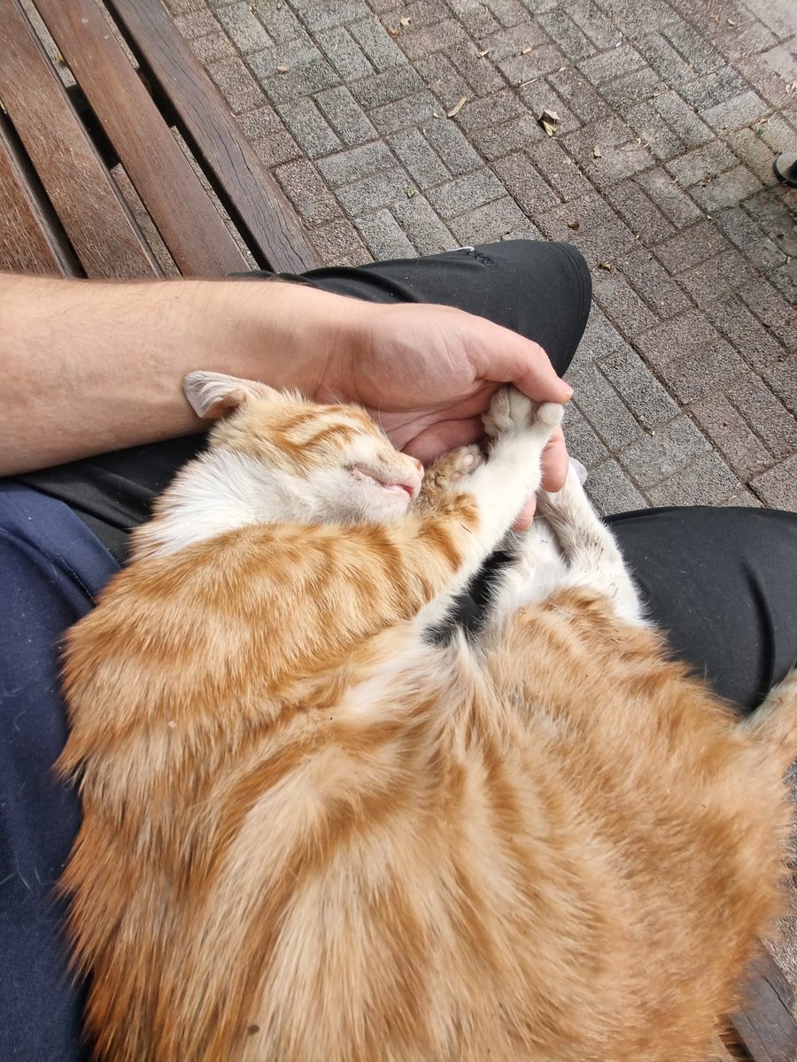 Bugün çok güzel kediler cektim