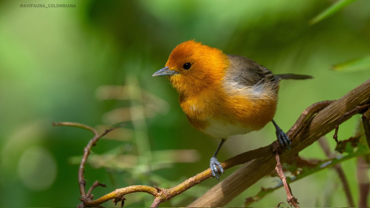 Hasta que asomó la carita esta rareza hermosa.
Thlypopsis ornata
Coconuco, Cauca
#AvifaunaColombiana