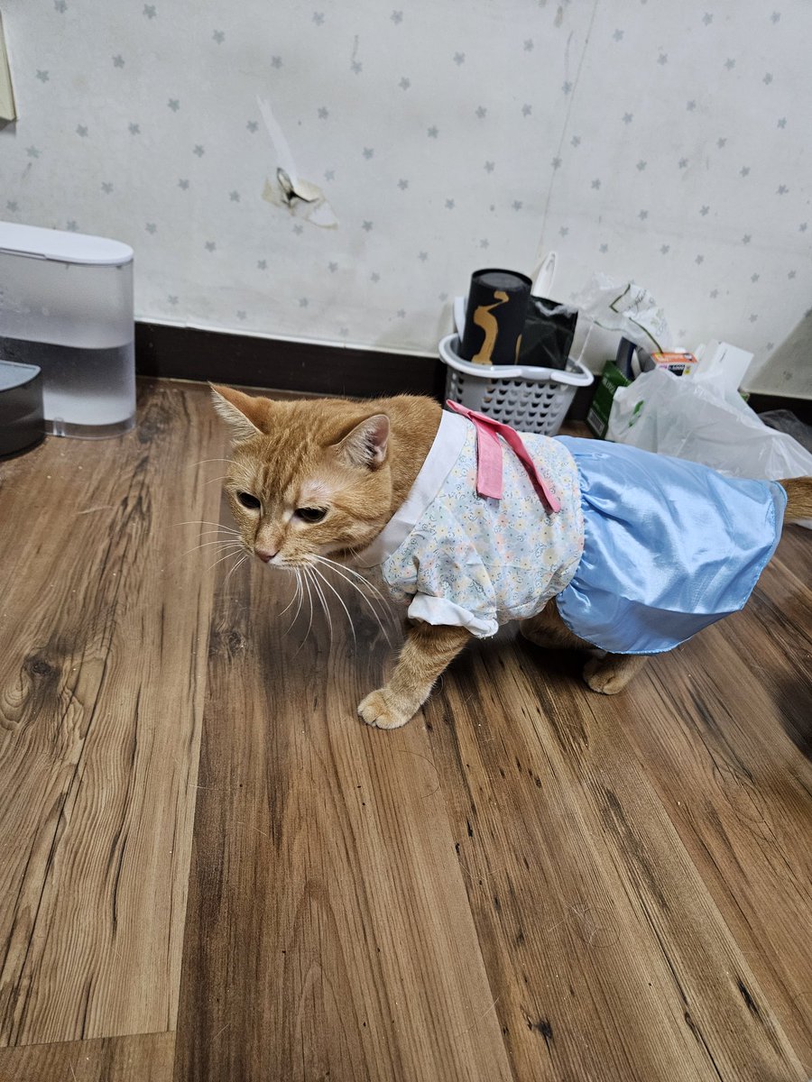 _Gatto_king's tweet photo. (대강 귀여운 바보들이랑 잘 살고있다는 뜻) https://t.co/ftQJn7Lc5R