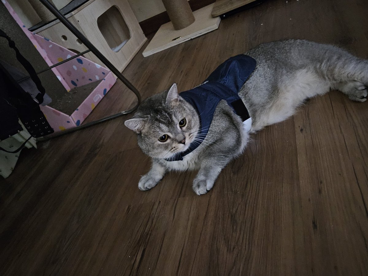 _Gatto_king's tweet photo. (대강 귀여운 바보들이랑 잘 살고있다는 뜻) https://t.co/ftQJn7Lc5R