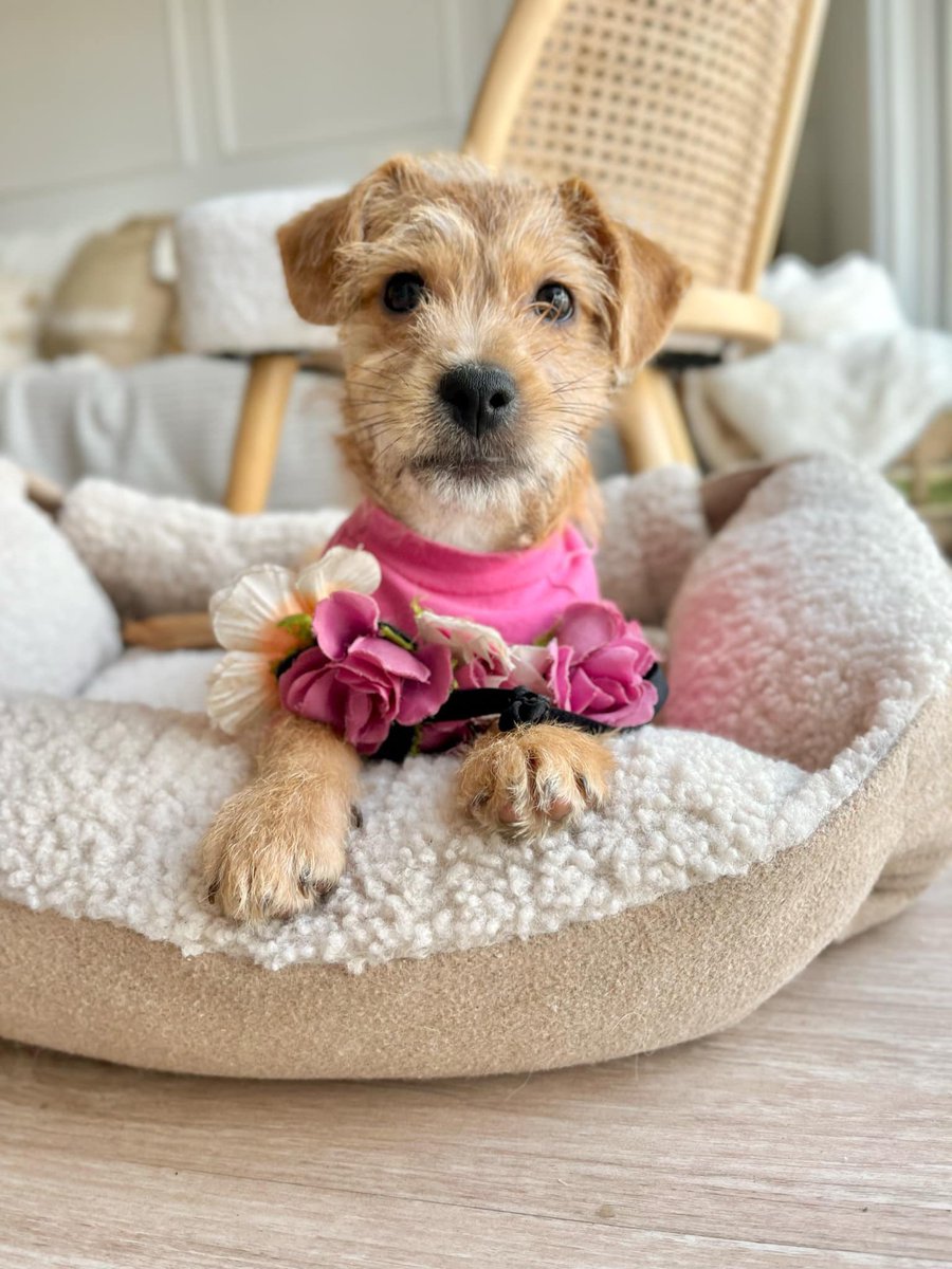 #Almendra 
Caso externo 
📄Datos: 
• Edad: 3 meses 
• Tamaño: pequeño 
• Contacto: 997115681 (wsp)
📍Lima Perú