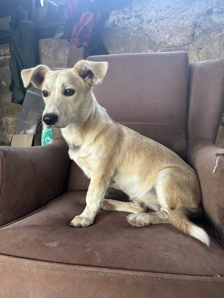 Yazmayı unutmuşum Lora yuva arıyor